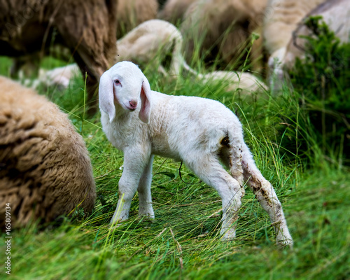 Junges Lamm steht vor einer Schafherde