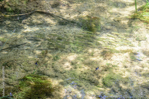 Fish in clean water of Krka National Park visited by many tourists.KRKA NATIONAL PARK,CROATIA,MAY 27,2017