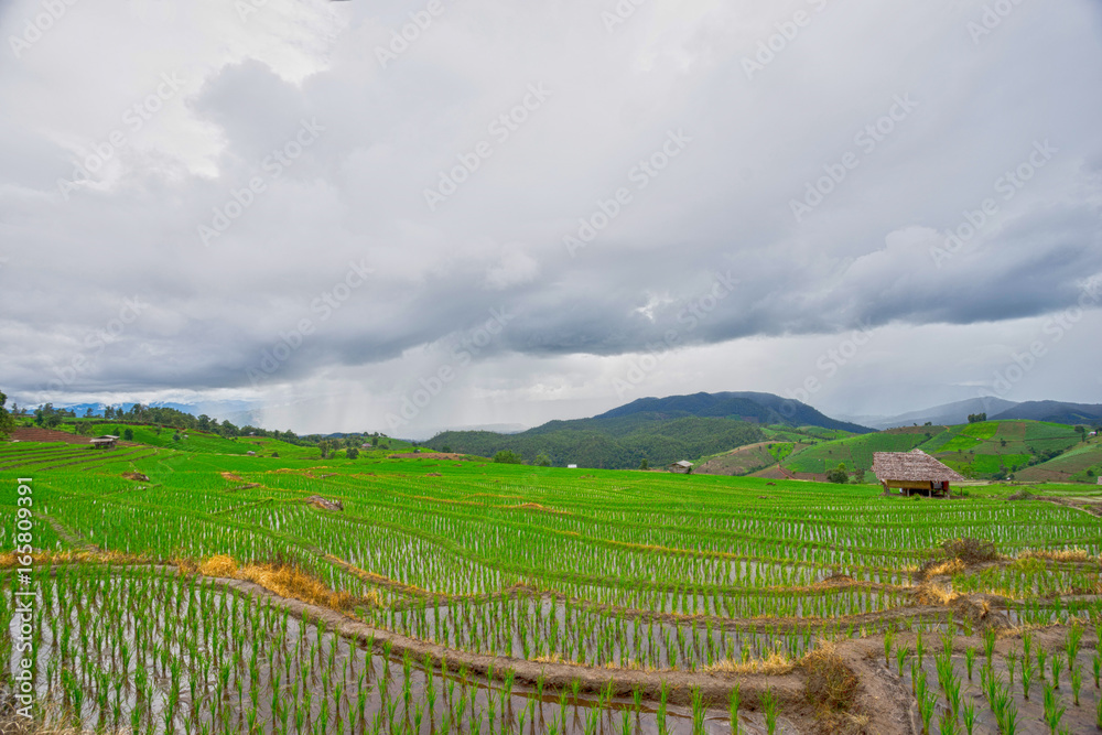 beautiful green rice fields with blue sky