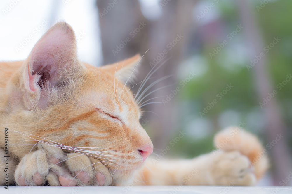 Cute cat, cat lying on the wooden floor in the background blurred close up playful cats