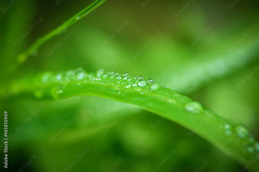 Green grass background. Selective focus with shallow depth of field. Green grass background. Selective focus with shallow depth of field.