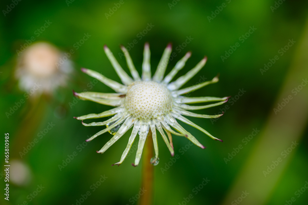 Faded dandelion flower. Macro with shallow depth of field. Faded dandelion flower. Macro with shallow depth of field.