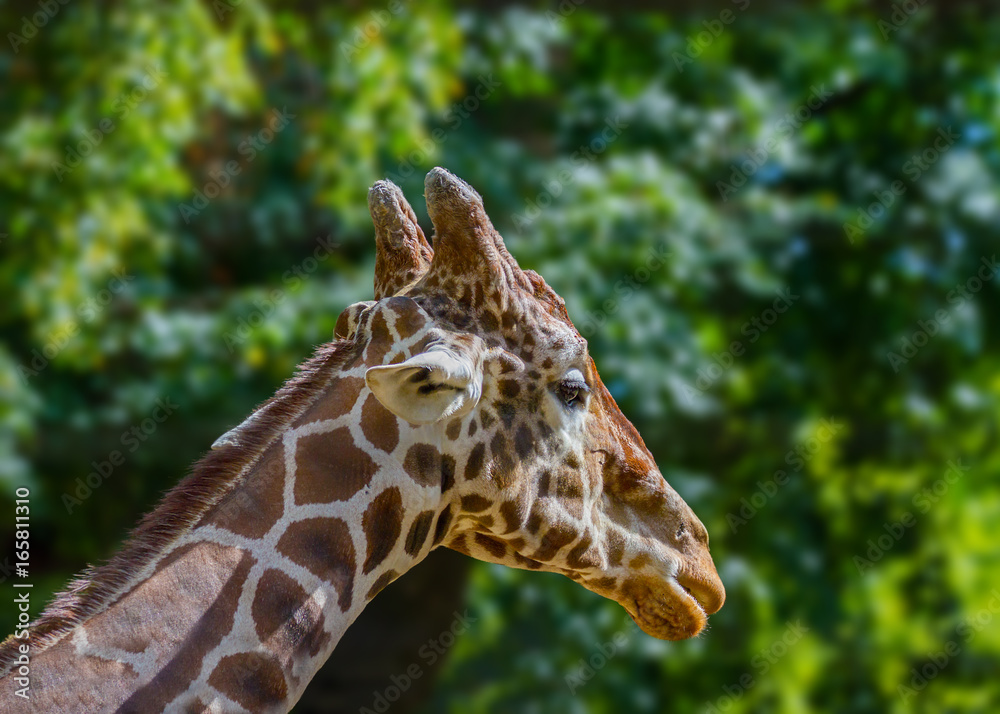 head of a wild animal giraffe in the zoo head of a wild animal giraffe in the zoo