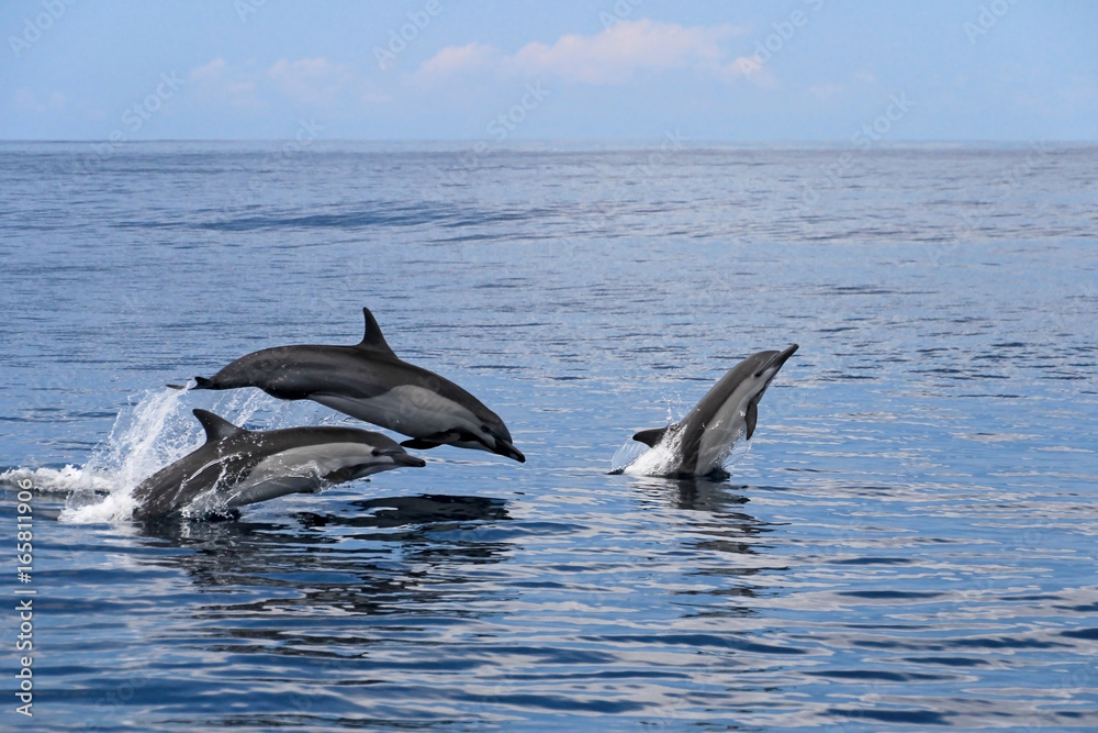 Fototapeta premium Skaczące delfiny zwyczajne, Kostaryka, Ameryka Środkowa