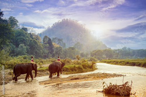 Photography Tourists riding on elephants trekking in Thailand