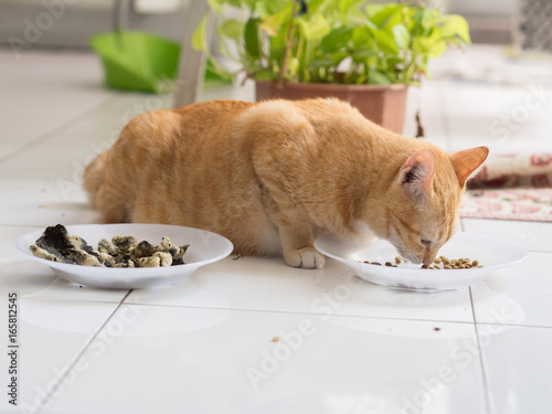 Ginger Cat Eating from Plate