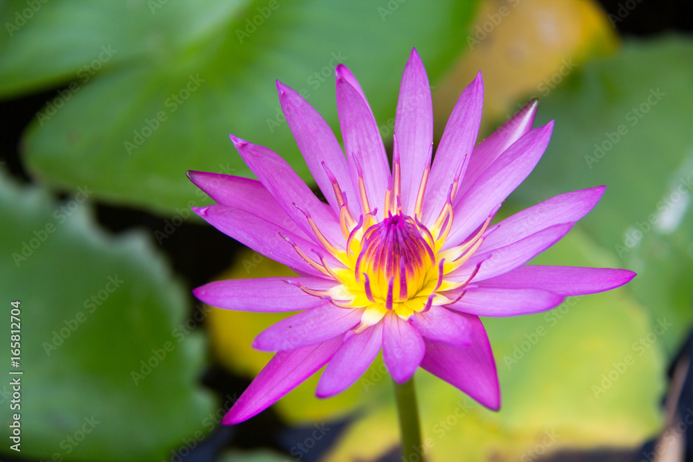 soft focus of lotus flower and soft color for background. The Lotus Flower. Background is the lotus leaf.