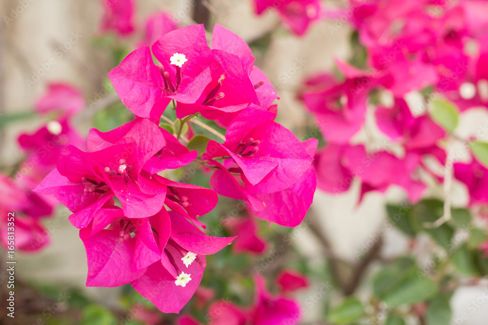 Pink Bougainvillea glabra Choisy flower with leaves Beautiful Paper Flower vintage in the garden ,grass background blurry,Asian flowers Pink Bougainvillea glabra Choisy flower with leaves Beautiful Paper Flower vintage in the garden ,grass background blurry,Asian flowers