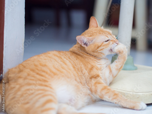 Ginger Cat Licking Its Hand
