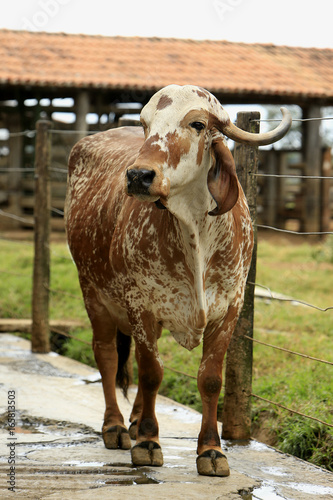 Fazenda de gado