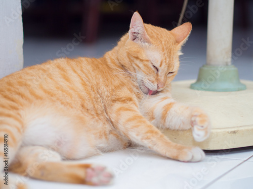 Fototapeta Naklejka Na Ścianę i Meble -  Ginger Cat Licking Its Hand