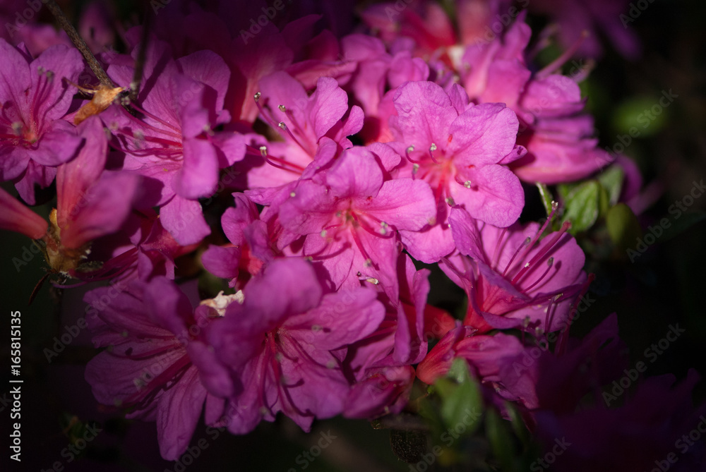 flowers flowers