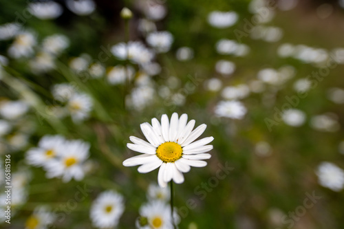 Closeup of daisy flower with blurred daisies in the background
