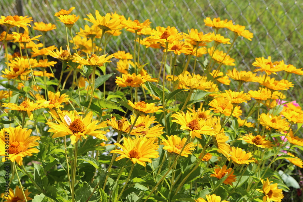 flower yellow flowers nature field flower yellow flowers nature field