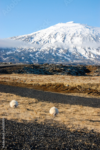 White sheeps grazing, snow-capped mountain, sunshine, Iceland © zlex03