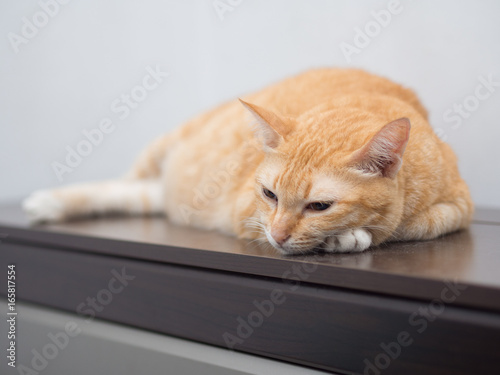 Portrait of Ginger Cat Sleep