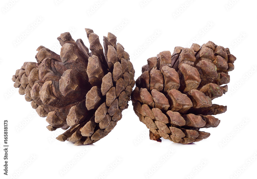 brown pine cone isolated on white background brown pine cone isolated on white background