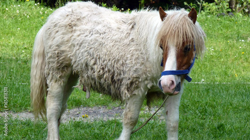 Junges Pferd in den Karpaten in Rumänien