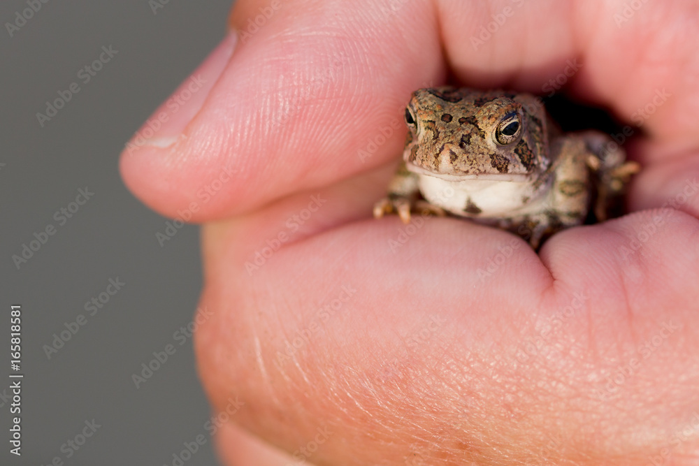 Obraz premium A Frog in the Hand