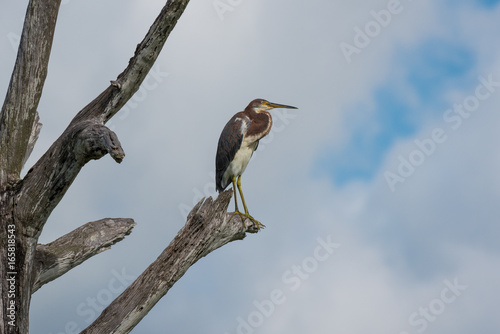 Tricolor Heron perched on a tree limb