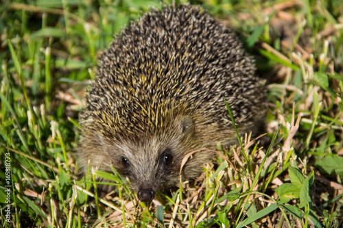 Young prickly hedgehog in green grass