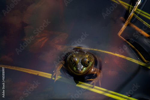 Frog floating in water with reflected clouds photo