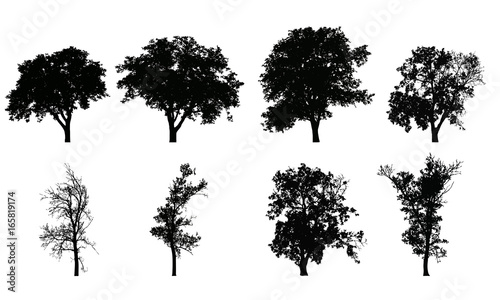 Set of vector realistic silhouettes of deciduous trees, isolated on white background