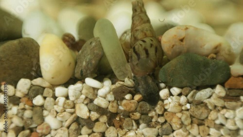 Macro shooting of the snail Melanoides tumcula, the mollusc eats the remains of the feed from the ground, moving apart the stones in the aquarium. photo