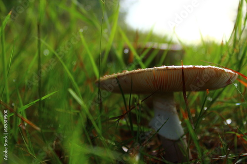 Mushroom close up