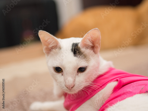 Fototapeta Naklejka Na Ścianę i Meble -  Portrait of White Cat with Pink Shirt