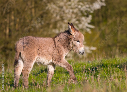 calf of a donkey walking in a field
