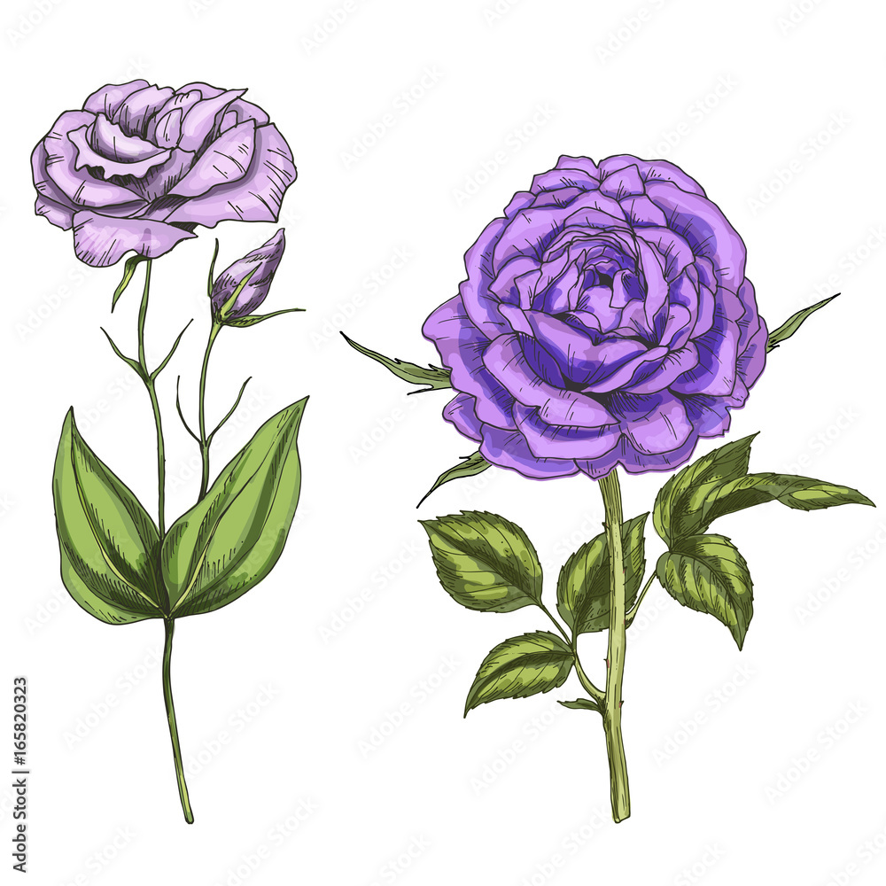 Violet rose and eustoma flowers, bud, leaves and stems isolated on white background. Botanical vector illustration Violet rose and eustoma flowers, bud, leaves and stems isolated on white background. Botanical vector illustration