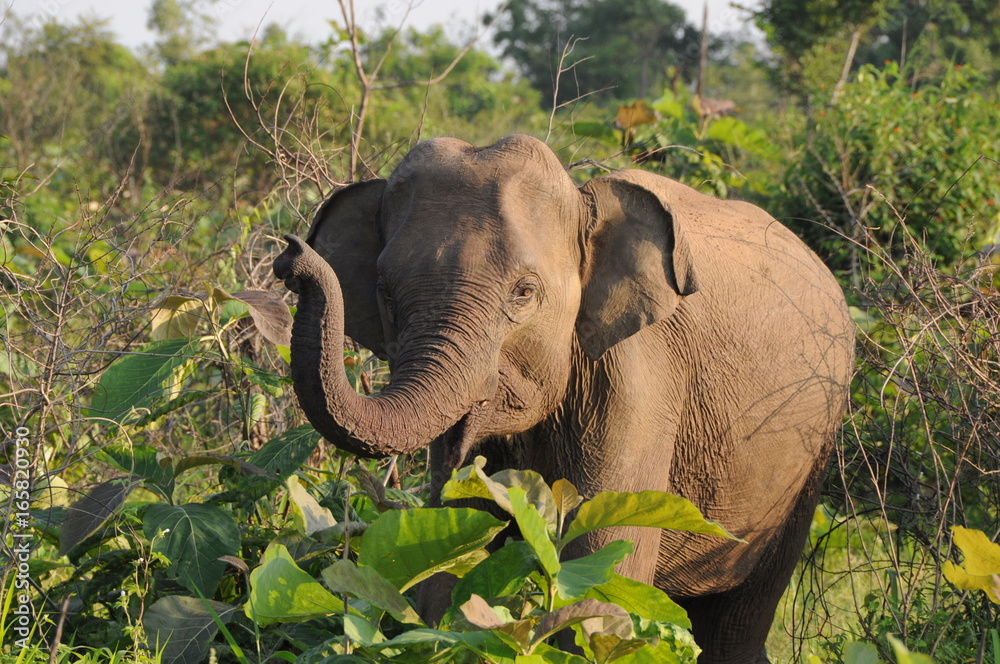 Fototapeta premium Sri Lanka