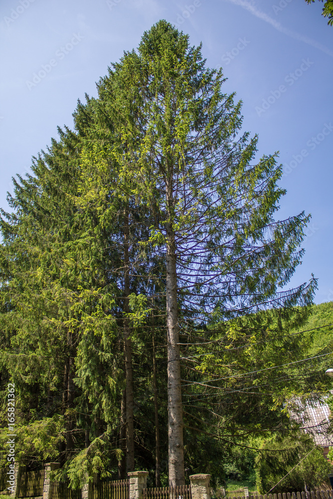 Fototapeta premium Huge Pine tree