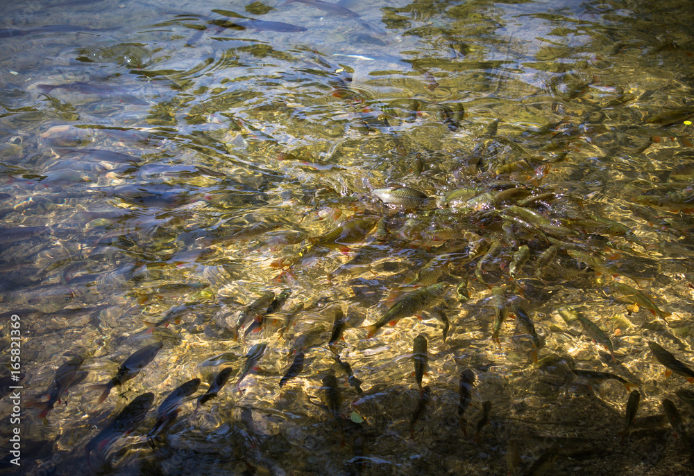 Fish Farm