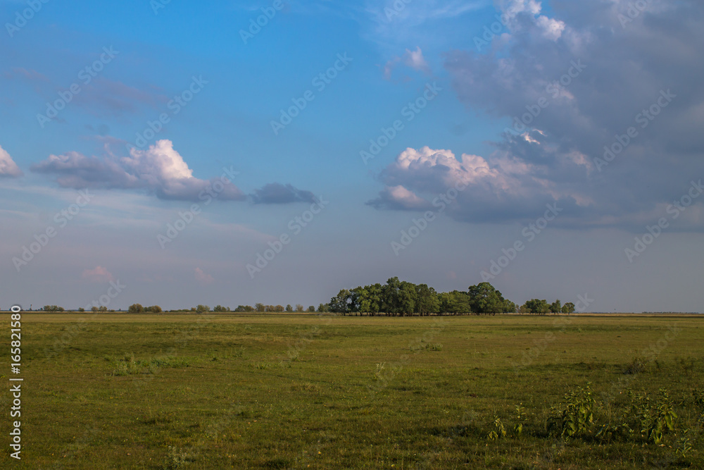 Fototapeta premium Pasture