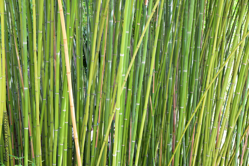 Bambous verts et jaunes au jardin en été