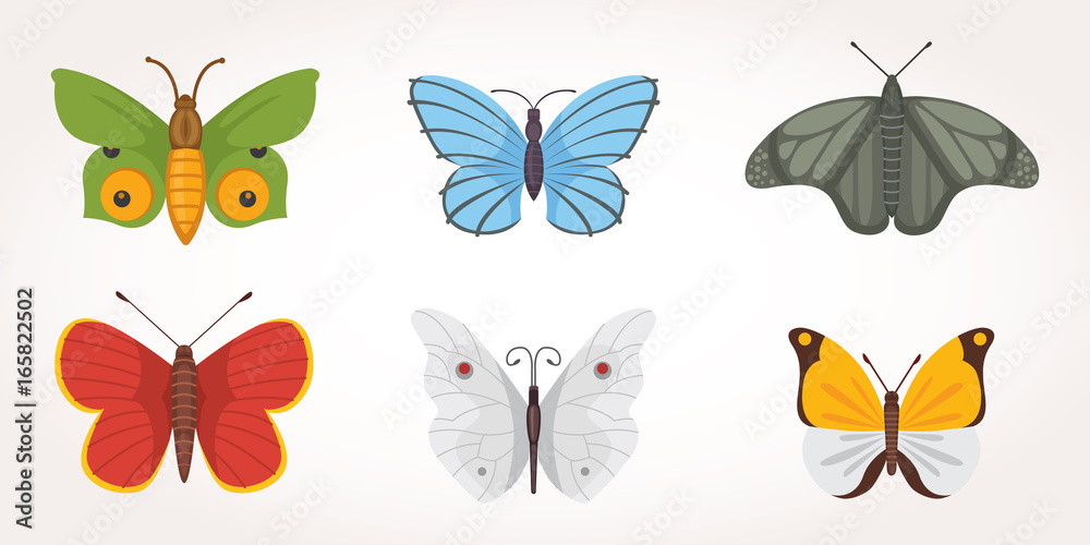 set of colorful Butterfly Vector Design Illustration. summer insect