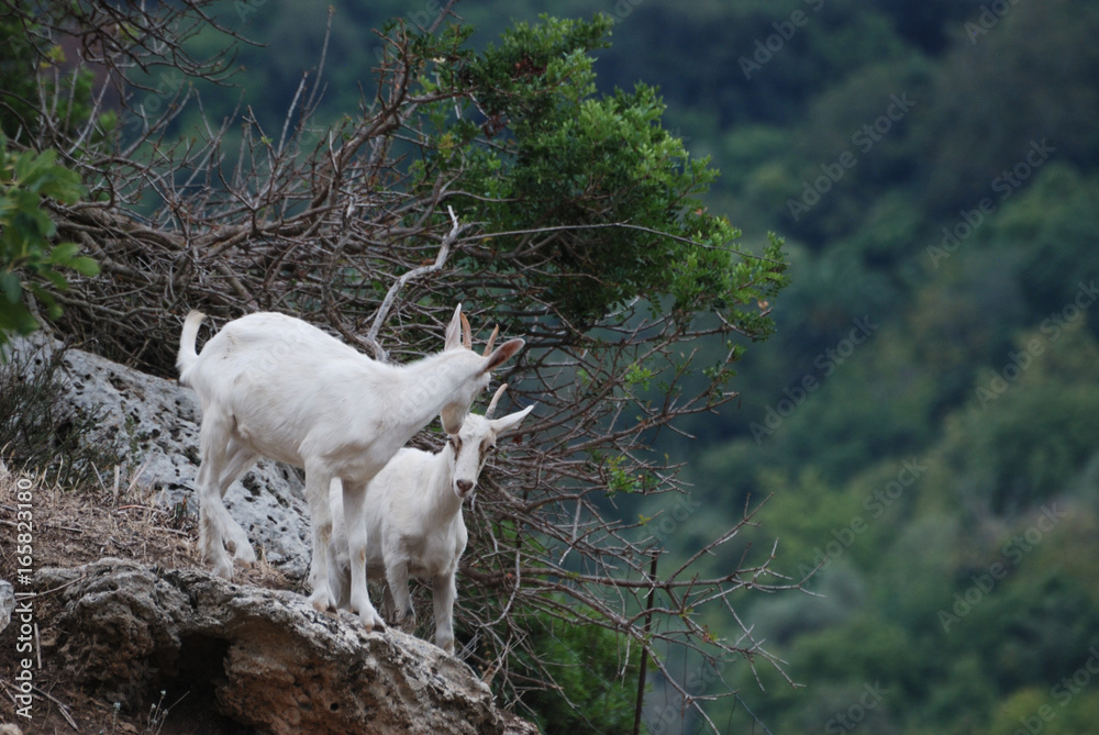 Fototapeta premium allevamento di caprette