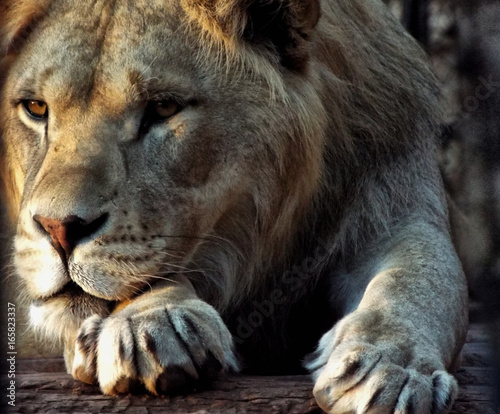 Close-up Atlas Lion