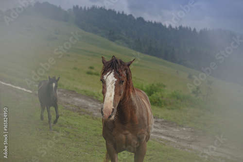 The horse in the mountains after the rain