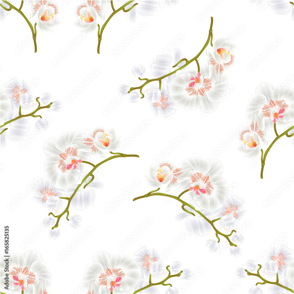 Seamless texture Branches orchids Phalaenopsis White flowers tropical plants green stem and buds  vintage  vector botanical illustration hand draw