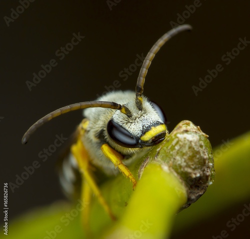 Adorable bees photo