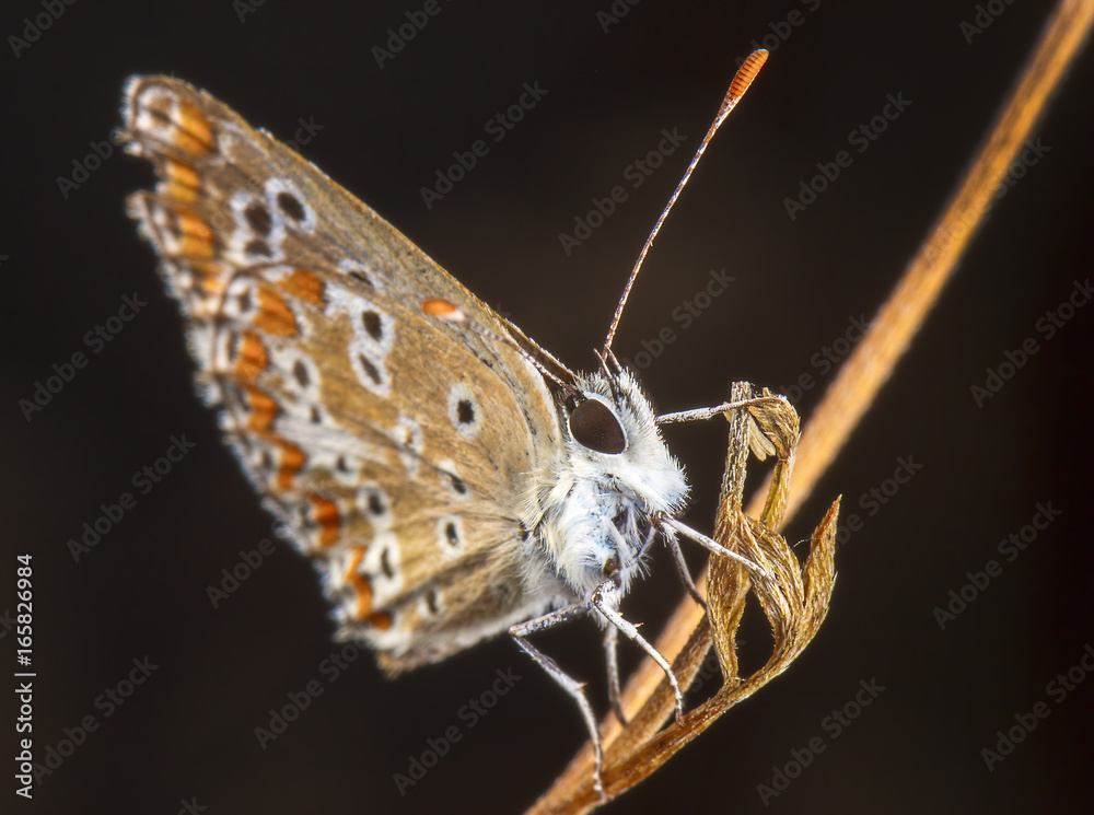 Obraz premium Butterfly