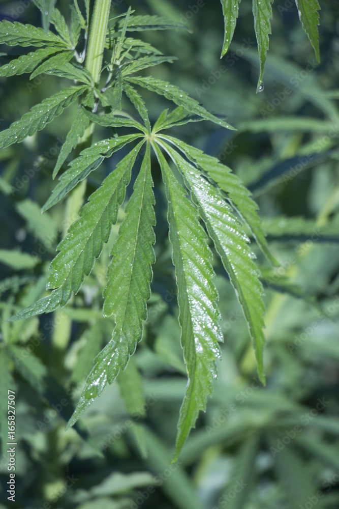 marijuana leaf background wallpaper, cannabis hemp leaf outdoors. marijuana leaf background wallpaper, cannabis hemp leaf outdoors.