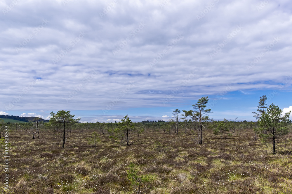 Obraz premium Schwarzes Moor