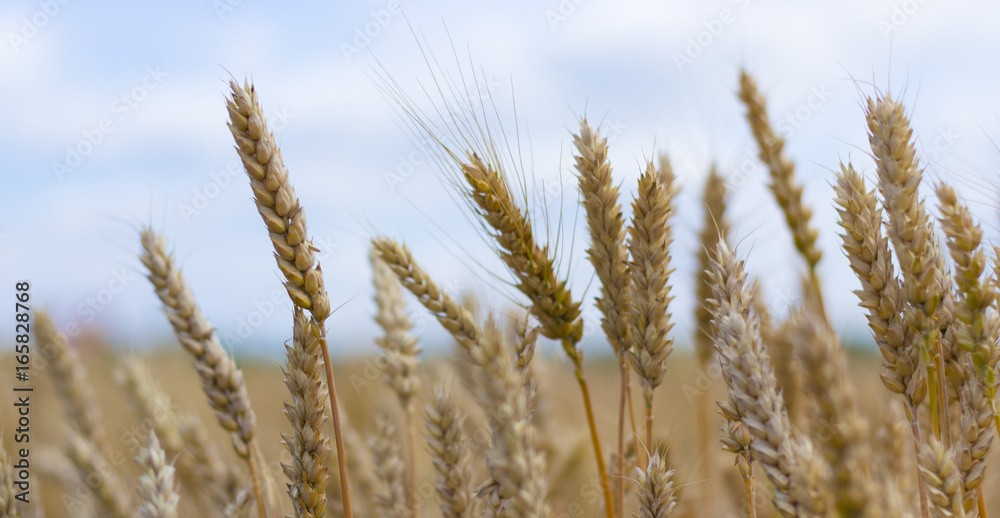Fototapeta premium Spikes on the background of the sky
