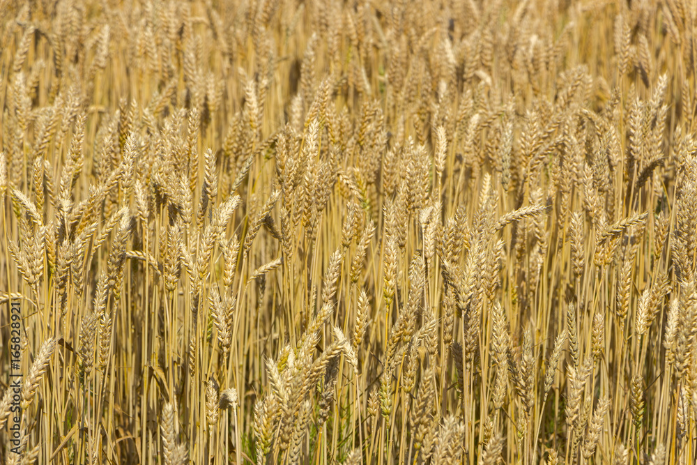 Detailed view at a field with mature and ripe wheat ready for harvest Detailed view at a field with mature and ripe wheat ready for harvest