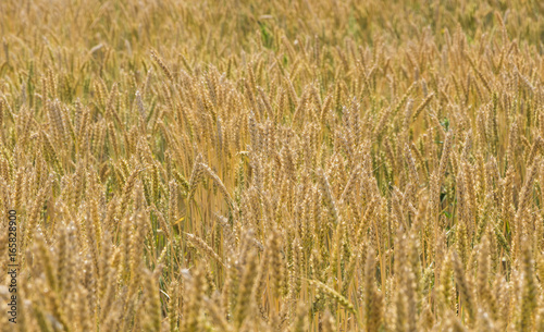 Detailed view at a field with mature and ripe wheat ready for harvest © maykal