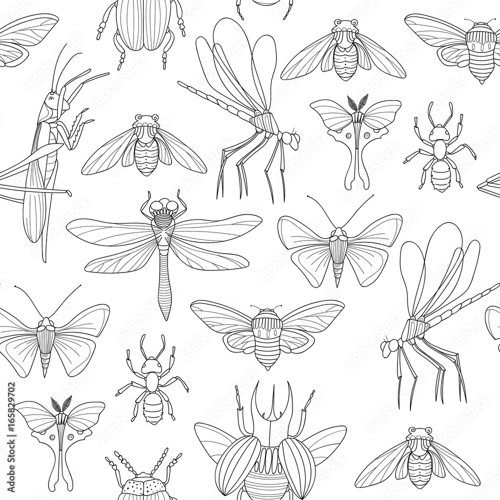 Linear insects